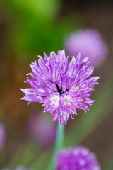 Blühender Schnittlauch