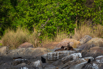 otters of chambal river. A habitat image of Smooth-coated otter (Lutrogale pers) family pups are playing in morning light on rock stones at the bank of chambal river rawatbhata, kota, rajasthan, india