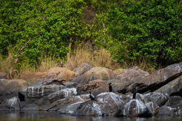 otters of chambal river. A habitat image of Smooth-coated otter (Lutrogale pers) family pups are playing in morning light on rock stones at the bank of chambal river rawatbhata, kota, rajasthan, india