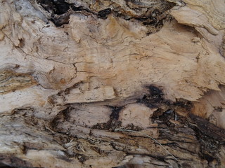 Rustic Brown Solid Wood background