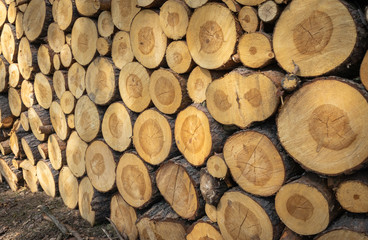 Logs. Log cuts. Stack of logs. Stack of firewood. Logs cuts prepared for fireplace. Woodpile. Wood for fireplace. Wood for winter. Firewood background. 