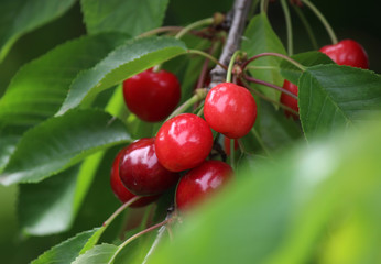 Cherries on tree