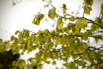 Snow cyclone in April. Green leaves of trees covered with snow.