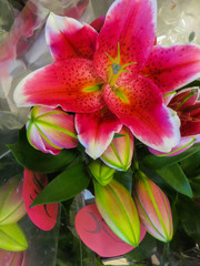 A bouquet of red lilies in transparent paper. Gift option. Closeup.