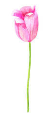 Pink tulips. Hand drawn watercolor illustration. Isolated on white background.