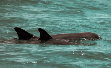 Obraz premium Playful Dolphins