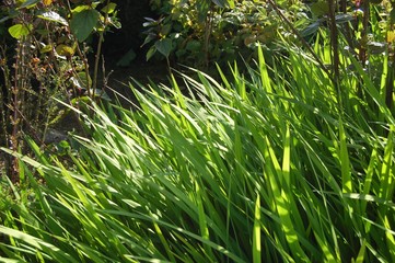 vert au vent