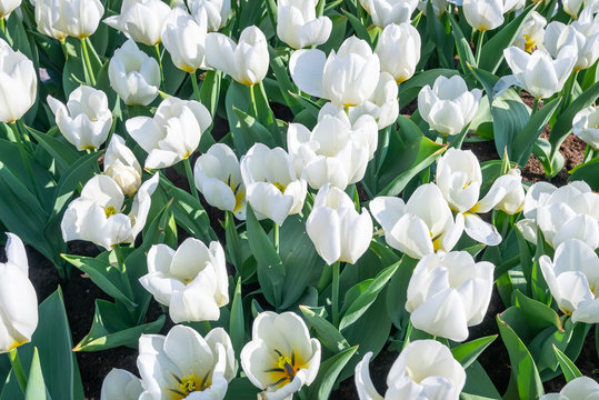 White tulips. Close up. Beautiful white flowers. Close up of a white tulip White Emperor with yellow heart. Tulipa Purissima. Blooming cultivar creamy-white tulips in garden. Tulips background.