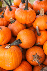 Beautiful bright colored pumpkins. Background from pumpkins. Halloween pumpkin. Festive Halloween concept and decoration. Top view. Autumn colors. Healthy and organic food. Raw, fresh vegetables