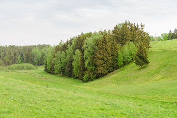 Fototapeta na wymiar Zielone pagórkowate pastwiska, łąki z lasem po środku