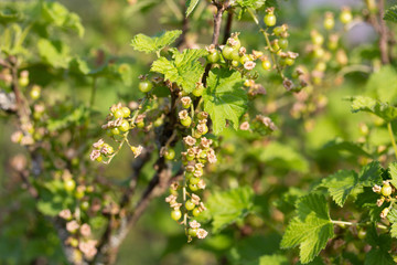 Still until green berries currants