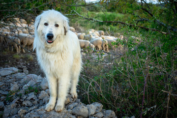portrait d'un gros chien de berger blanc