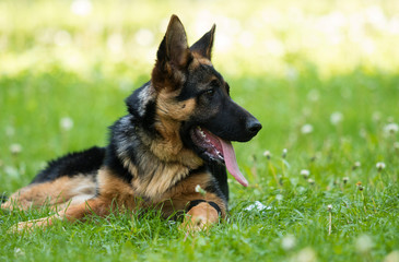 German Shepherd puppy for a walk