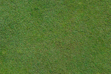 Golf Green Close Up