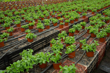 Fototapeta na wymiar Image of seedlings of mint growing in pots in greenhouse