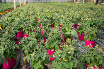 Fototapeta na wymiar Flowers of tomato seedlings