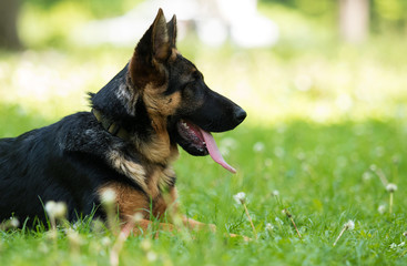 German Shepherd puppy for a walk