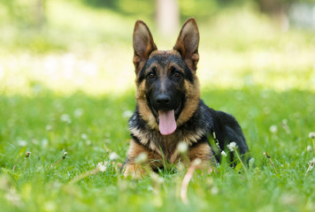 German Shepherd puppy for a walk