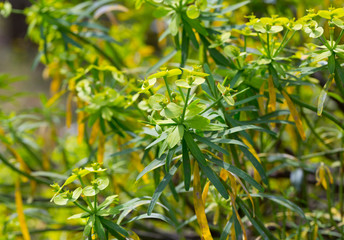 Tabaiba salvaje (Euphorbia regis-jubae) is a shrub endemic of Canary Islands
