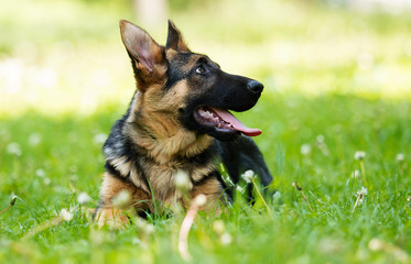 German Shepherd puppy for a walk