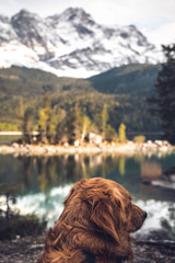 Dog in front of the Zugspitze at the Eibsee