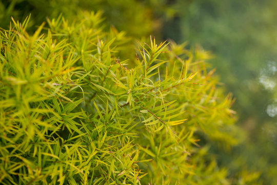 Close-up Of Melaleuca Linariifolia Plant