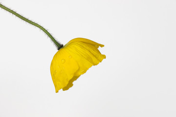 yellow poppy flower on white background	