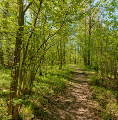 The Sablino nature reserve.