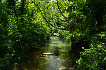une rivière verte sous des sous bois