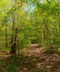The Sablino nature reserve.