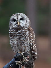 Barred Owl perched and looking around