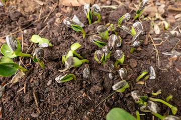sunbulms arise directly from the earth from a sunflower seed a sunflower grows a sunflower
