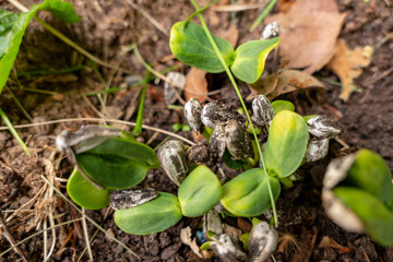 sunbulms arise directly from the earth from a sunflower seed a sunflower grows a sunflower