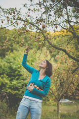 Cute young woman picking apples in an orchard having fun harvesting the ripe fruits of her family's labour(color toned image)