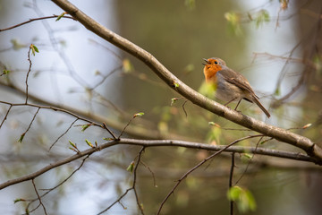 The European robin (Erithacus rubecula) known simply as the robin or robin redbreast