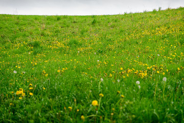 Zielone wzgórza, kwiecista łąka z pogodnym niebem