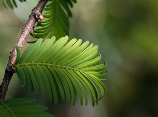 frisches grünes Blatt von einem Mammutbaum