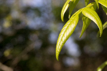 frische grüne Blätter im Frühling