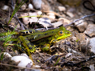 Nahaufnahme eines grünen Wasserfrosches