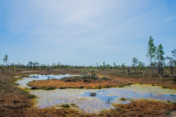 Swamp trail. Summer sunny Day. Kemeri National Park Nature Trail.