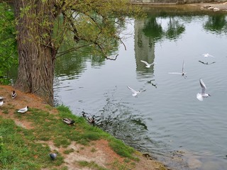 swans on the river