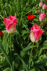 Obraz premium White pink tulips in the garden in the spring garden.