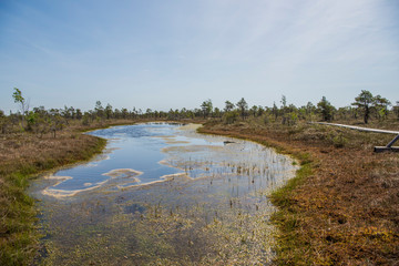 Swamp trail. Summer sunny Day. Kemeri National Park Nature Trail.