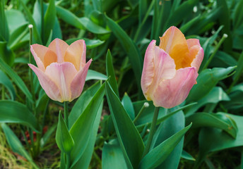 The pink tulips in the garden in the spring garden.
