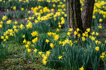 Fototapeta premium Daffodils