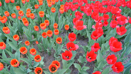 The field of red tulips