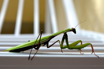 praying mantis close up, green insect, wildlife