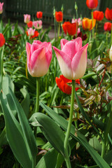 White pink tulips in the garden in the spring garden.