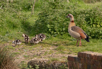 Egyptian Goose