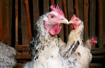 Close up portrait of a white hen in garden.